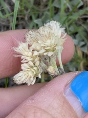 Antennaria parvifolia