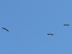 Leptoptilos crumenifer