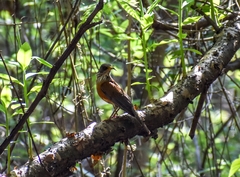 Turdus rufopalliatus