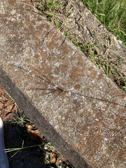 Xanthocarpia feracissima