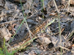 Lacerta bilineata