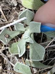 Antennaria parvifolia