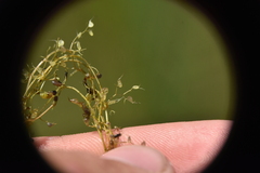 Utricularia minor