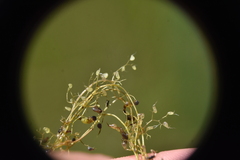 Utricularia minor