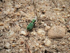 Cicindela campestris