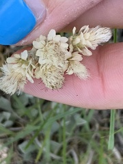 Antennaria parvifolia