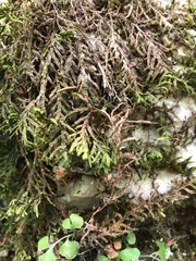 Porella platyphylla