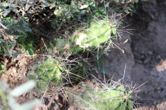 Echinocereus enneacanthus enneacanthus
