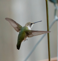 Archilochus alexandri