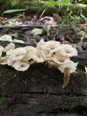 Porotheleaceae