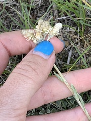Antennaria parvifolia