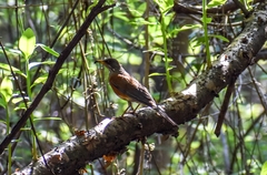 Turdus rufopalliatus
