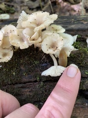 Porotheleaceae