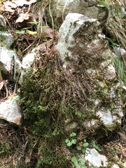 Porella platyphylla