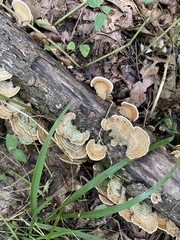 Stereum subtomentosum