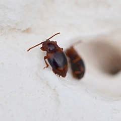Lycoperdina succincta