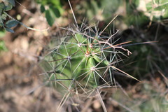 Echinocereus enneacanthus enneacanthus