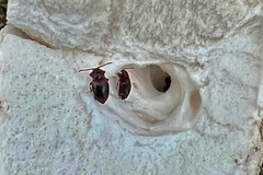 Lycoperdina succincta