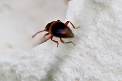 Lycoperdina succincta