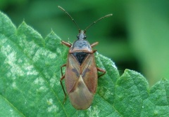 Gastrodes abietum
