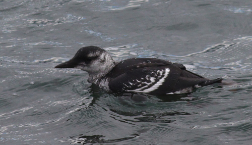 Arao aliblanco (Cepphus grylle)
