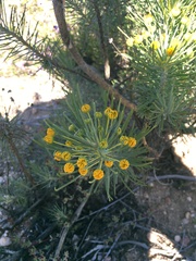 Euryops tenuissimus