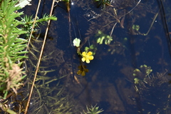 Ranunculus gmelinii