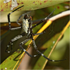 Argiope radon