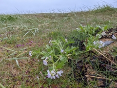 Cakile arctica