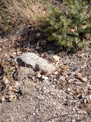 Coenonympha pamphilus