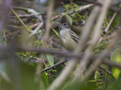 Elaenia flavogaster