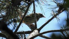 Anthus trivialis trivialis