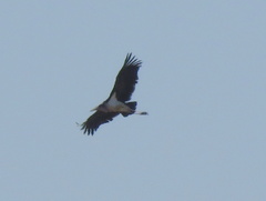 Leptoptilos crumenifer