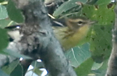 Setophaga fusca