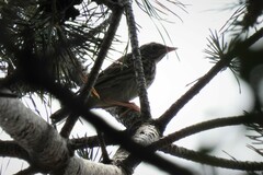 Anthus trivialis trivialis