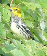 Setophaga virens
