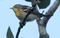 Setophaga fusca