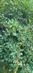 Crataegus douglasii