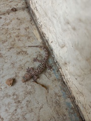 Hemidactylus turcicus