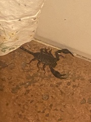 Euscorpius
