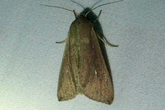 Mythimna unipuncta