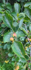 Crataegus douglasii