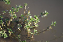 Callitriche stagnalis