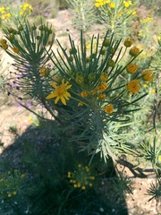 Euryops tenuissimus