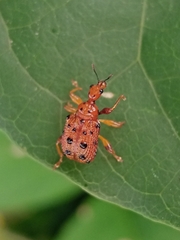 Hoplapoderini