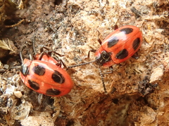 Endomychus coccineus