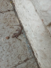 Hemidactylus turcicus