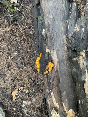 Dacrymyces capitatus