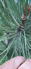 Pinus ponderosa
