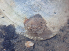 Actiniaria